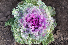 Variegated Ornamental Cabbage Of Pink And Green Flowers Growing In The Ground - Top View, Close-up. Decorative Cabbage