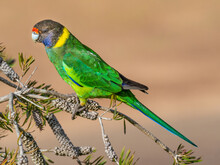 Australian Ringneck Or Twenty-eight Parrot