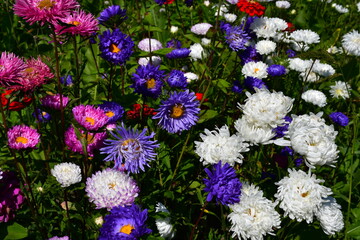 Wall Mural - blooming aster flowers of different colors on a flower bed in the garden on a sunny day