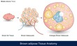 infographics of Human Adipose tissue Anatomy. Brown adipose tissue . labeled Structure of adipocytes with lipid droplets, blood vessels and Sympathetic innervation vector . lipocytes and obesity
