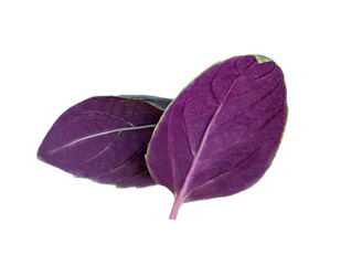 Purple basil leaf isolated on white background, close up. Basil herb close up.