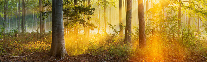 Wall Mural - Beautiful Panoramic Forest  in Autumn, Fog Glowing in the Warm Light of the Rising Sun