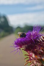 Bumblebee Feeding On A Purple Thistle