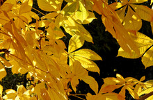 Bright Yellow Horse Chestnut Leaves In Sunlight