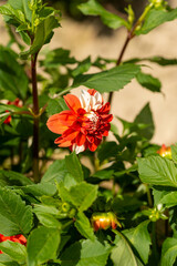 Wall Mural - Full blooming of dahlia (Dahlia) in Japan in autumn