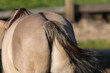 Pupa konia polskiego, widok konia od tyłu, zad, pupa, pośladki i ogon konia