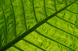 © WWC - Close up of green rainforest leaf