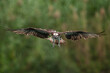 © WWC - Osprey fly with wings spread