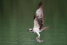 Osprey Catch Fish