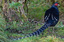 Mikado Pheasant In The Forest