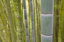 Close Up Of Bamboo