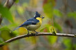 © WWC - Taiwan Yellow tit on a tree branch