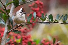 Yuhina Bird In Red Berry Tree