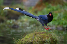 Taiwan Blue Magpie Jump Up In The Air