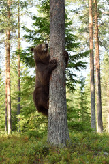 Wall Mural - brown bear climbing up on a tree in the forest