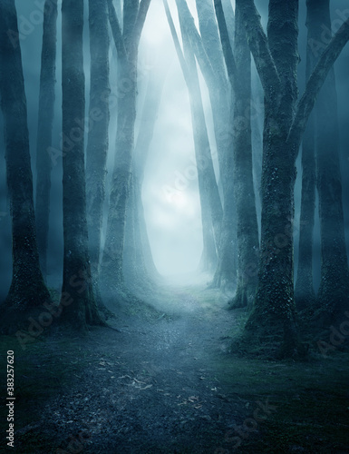 Dekoracja na wymiar  ciemna-i-nastrojowa-lesna-sciezka-pokryta-mgla-zdjecie-kompozytowe