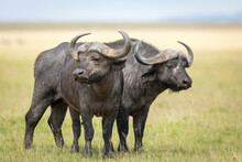 Two Buffalo Bulls Standing Alert In The Masai Mara Plains In Kenya
