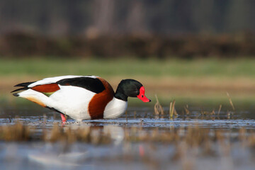 Wall Mural - Common shelduck. Bird in breeding plumage. Tadorna tadorna