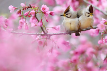 Two Birds In Pink Cherry Blossom Tree