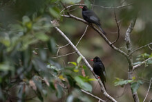 Two Black Birds