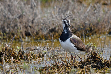 Wall Mural - Green plover / Kiebitz (Vanellus vanellus)