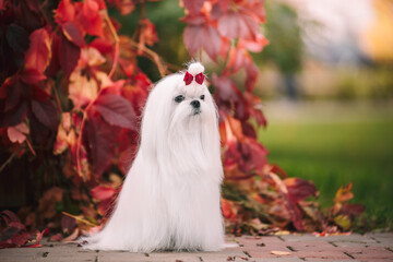 Wall Mural - White dog breed Maltese lapdog in the autumn forest. Beautiful autumn picture.