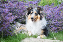 Cute, Fluffy Blue Merle Black White Shetland Sheepdog, Little Sheltie Sits Outside On Summer Time In Blooming Lavender Field.Fur Small Collie, Little Lassie Dog Smiling In Violet Flowers On Sunny Day 
