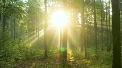 Canvas Print - Beautiful sunlight in the forest aerial footage