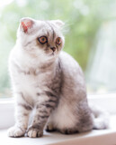 Fototapeta Koty - gray striped scottish fold kitten on windowsill