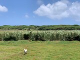 Fototapeta Sawanna - 沖縄県波照間島の長閑な畑