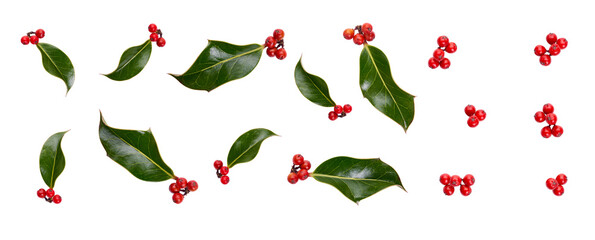 Wall Mural - a collection of small smooth holly leaves with red berries for christmas decoration isolated against