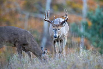 Mature buck whitetail deer approaching a young deer.