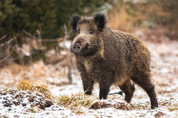 Wall Mural - wild boar, sus scrofa, standing on meadow in snowing nature. big hairy wild mammal with long snout l