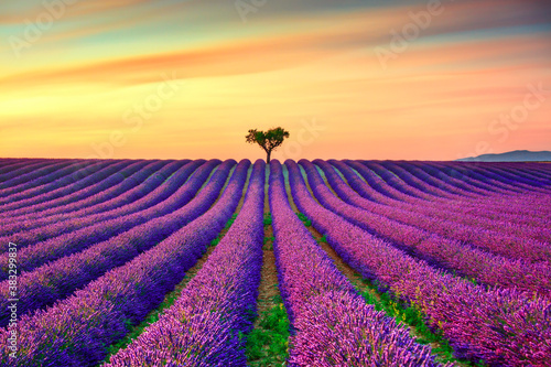 Lavender and lonely trees uphill on sunset. Provence, France