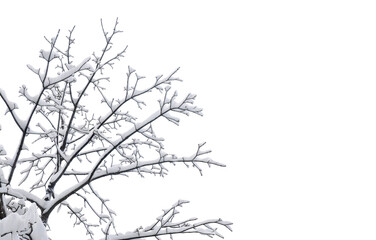 Wall Mural - twigs tree covered snow on a white background with space for text