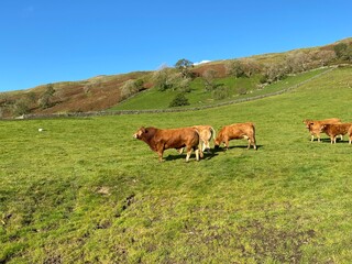 A large brown bull, with cows in a green pasture, on a sunny day near, Halton Gill, Skipton, UK