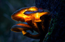 Glowing Mushrooms In A Dark Forest, Growing On A Stump In A Fantasy Forest, Beautiful Magic Light Of A Mushroom, Macro Photography