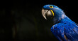 hyacinth macaw portrait on sunny