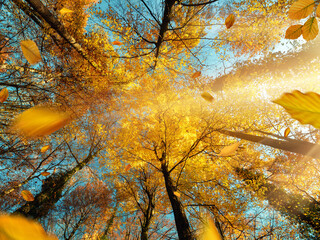 Wall Mural - Gelbe Baumkronen und blauer Himmel im Herbst, schöne Sonnenstrahlen und fallende Blätter