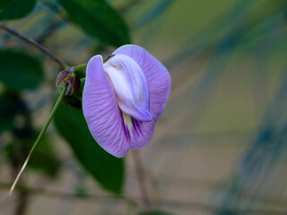 Light violet color flower of a wild pulse plant