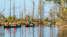 Tourists In A Canoes Touring The Okefenokee Swamp National Wildlife Refuge, Georgia