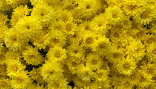 Yellow Mum Flowers In Autumn