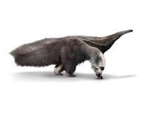 Giant Anteater Or Myrmecophaga Tridactyla Isolated Is On White Background With Clipping Path
