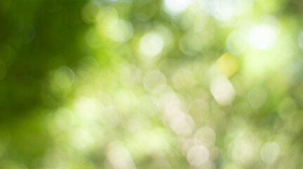 Wall Mural - green bokeh bright blurred green background is a beautiful natural sparkle in the daytime of the tre