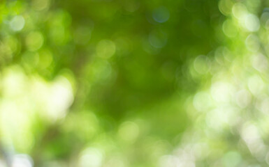Wall Mural - green bokeh bright blurred green background is a beautiful natural sparkle in the daytime of the tre