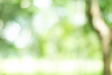 Wall Mural - green bokeh bright blurred green background is a beautiful natural sparkle in the daytime of the tre