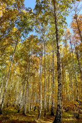 Wall Mural - Autumn landscape with yellow trees. Beautiful bright view of nature in the fall lit by natural sunlight.