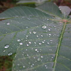 water drops on leaf