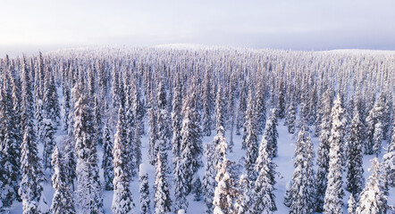 Aerial view from drone of white coniferous forest trees covered by snow,bird’s eye view of snow capped scenic landmark Riisitunturi National park in Lapland with two people hiking on scenery path.