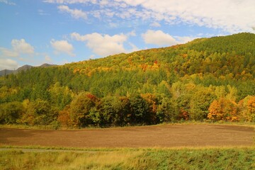 Wall Mural - Soft focus of autumn view with colorful leave on tree and blue sky in autumn. View from running car's window. Nature and outdoor concept.